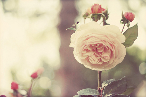 ˵˵ͼƬ ¹۵ĵΨͼƬ˵˵ ý5