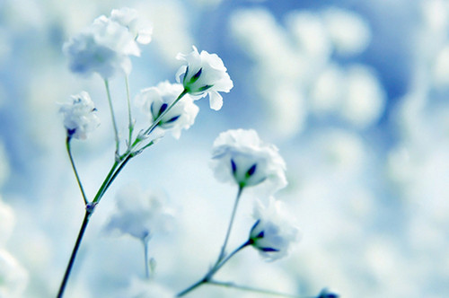 밮ȴܰľ