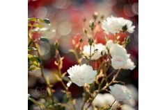 ˣһһű΢