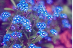 С˸еİ