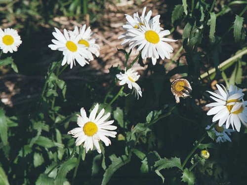 һ